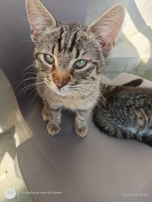 Adopție pisicuțe