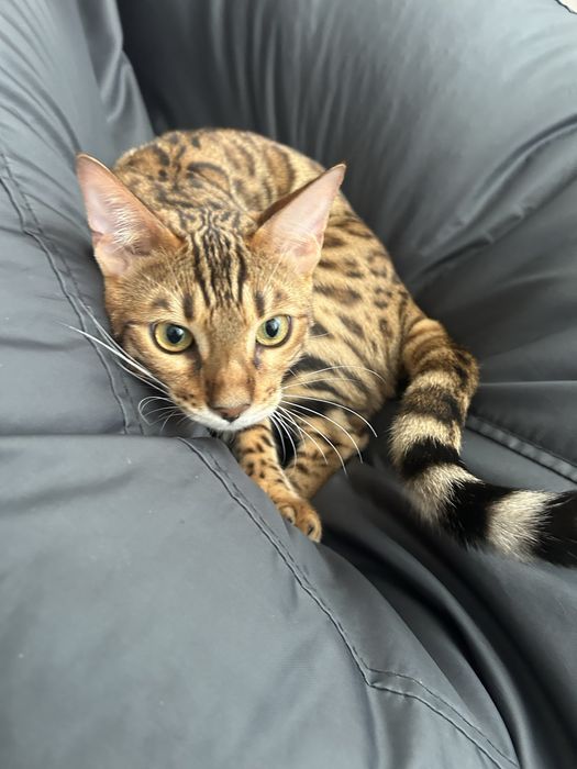 Кот породы бенгал