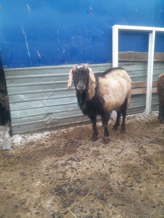 Нубиский   тоқал теке сатылады