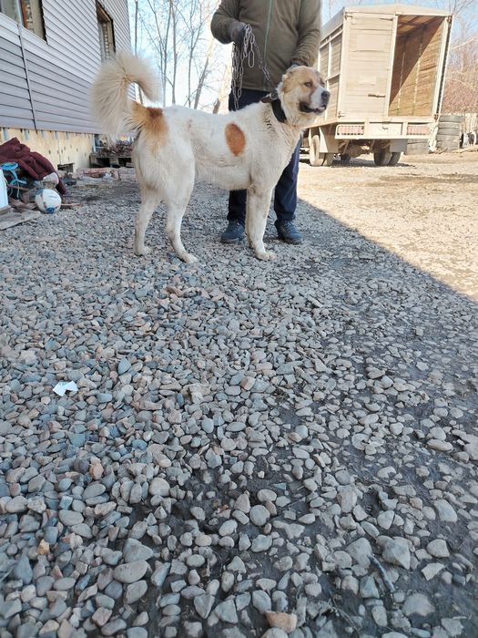 Собака Азиат Алабай