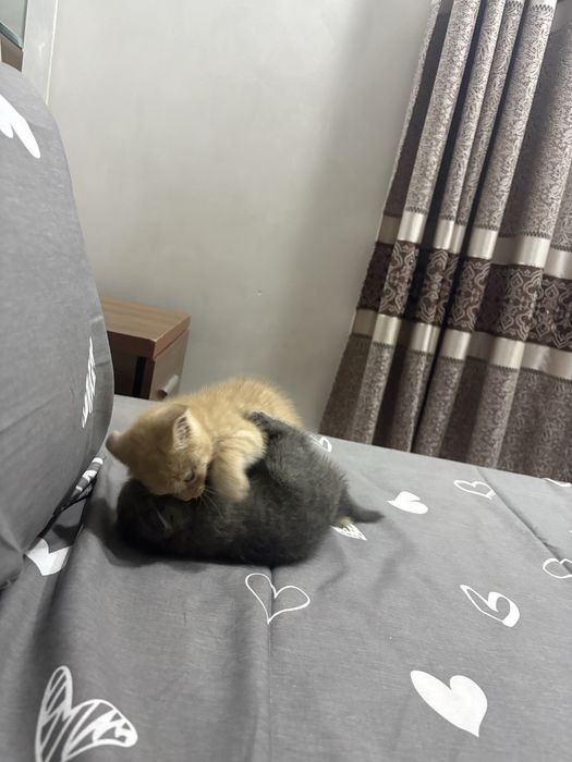Породистые котят продается недорого