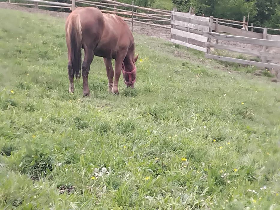 Vând mânz de 1an și 6luni.
