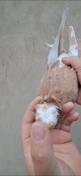 Продам нават самец.