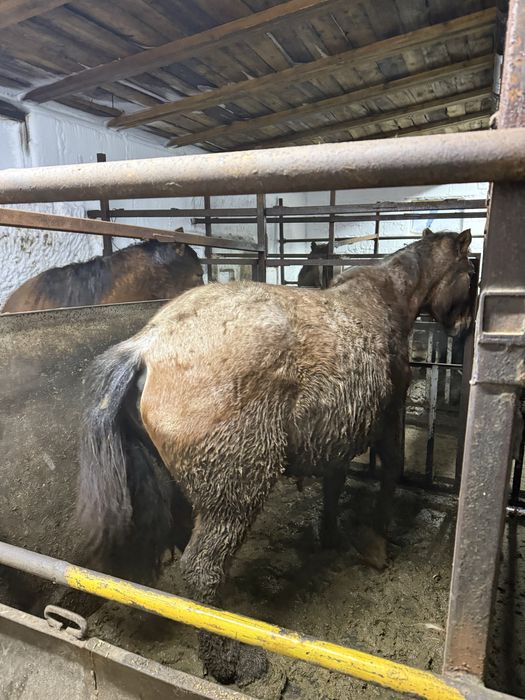 Лошадь с откорма крупная