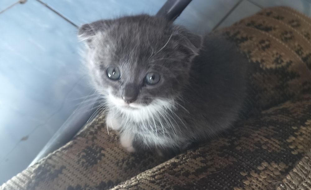 СРОЧНО!! Отдам котят в добрые руки!!