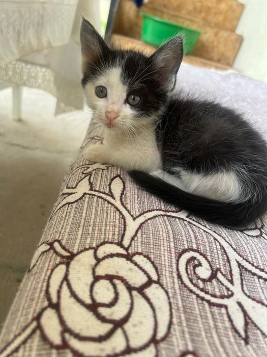 Отдаю котят в хорошие руки