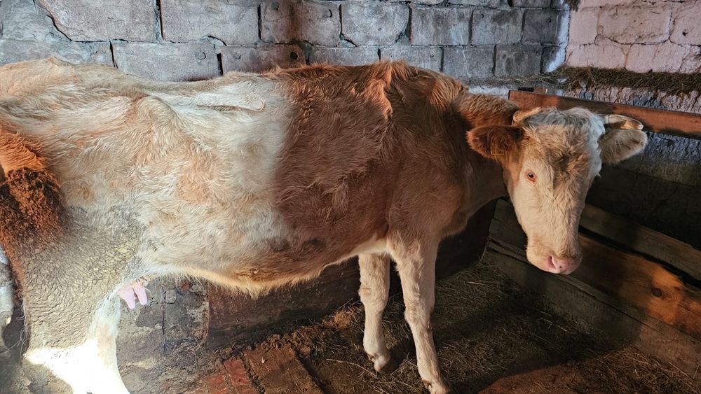 Продам дойных коров и телят