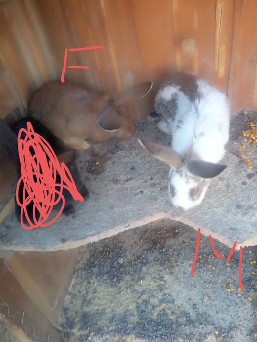 De vânzare doi masculii și doua femele după cum se vede an poza dau și pe porumb boabe sau macinat