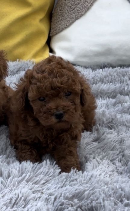 Той Пудел [Toy Poodle]