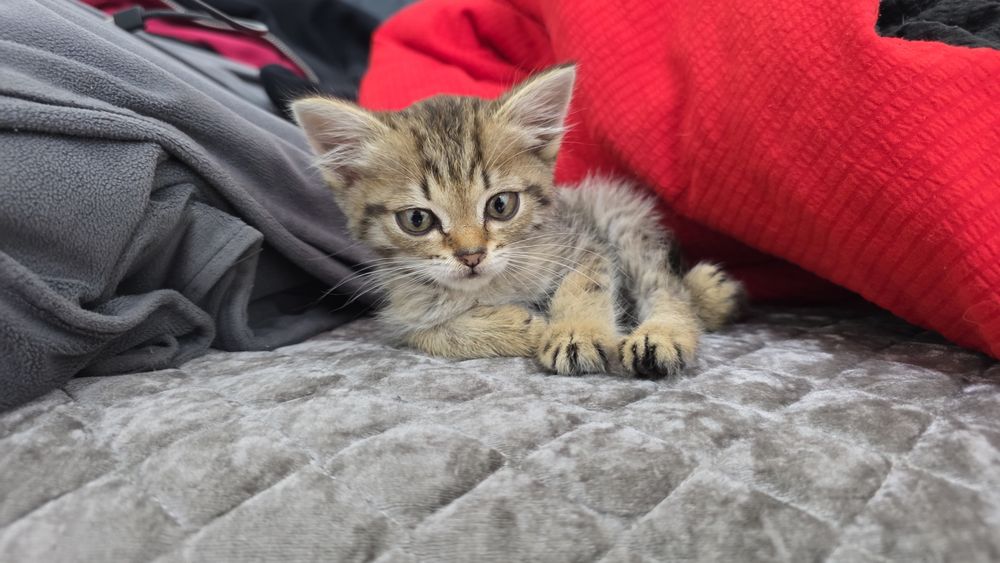 Отдам в добрые руки. Котенок Мальчик