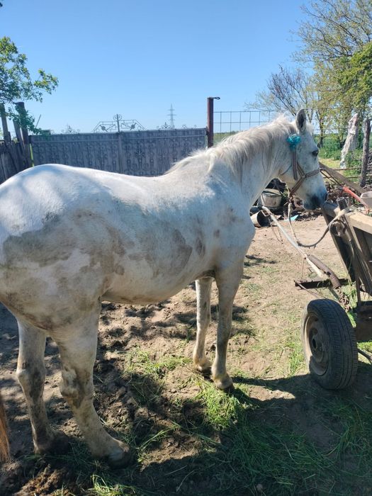 Vand cal ,are 12 ani