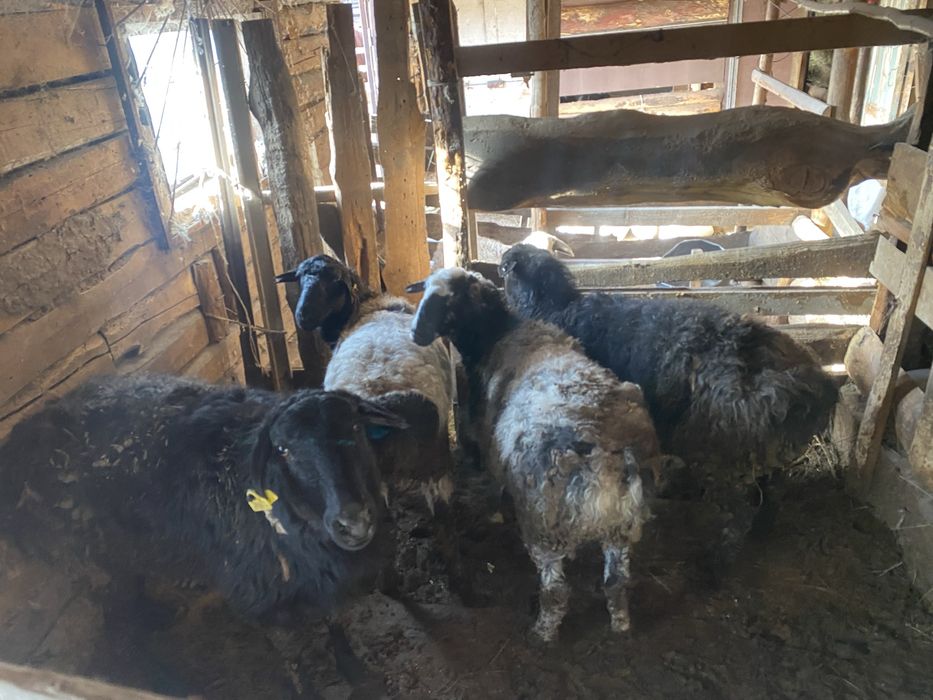 Семіз қойлар сатылады откормда