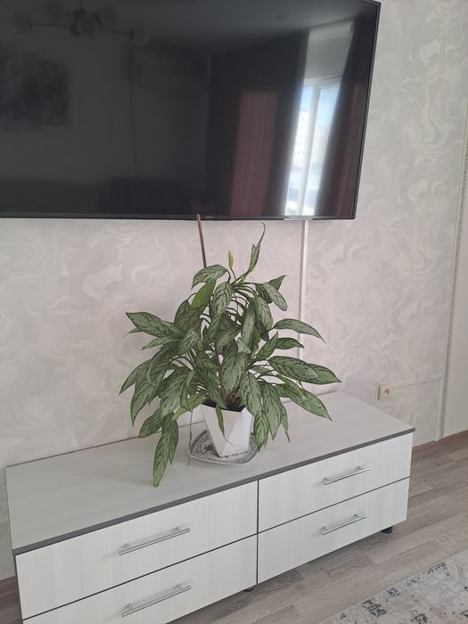Аглаонема (Aglaonema)