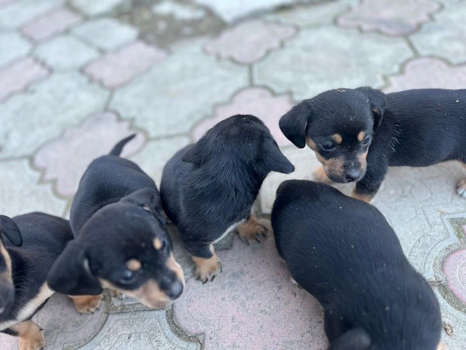 Pui de teckel , 2 luni