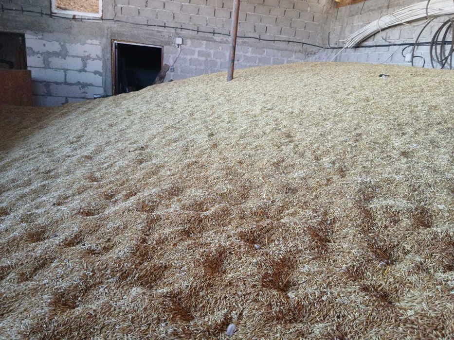 Ovas 1.2 lei kg , grau si triticale 1 leu kg