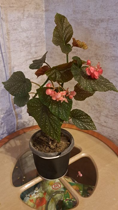 Комнатные цветы разные