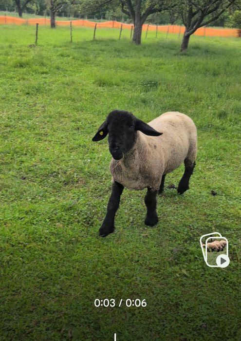 Berbec Suffolk ..