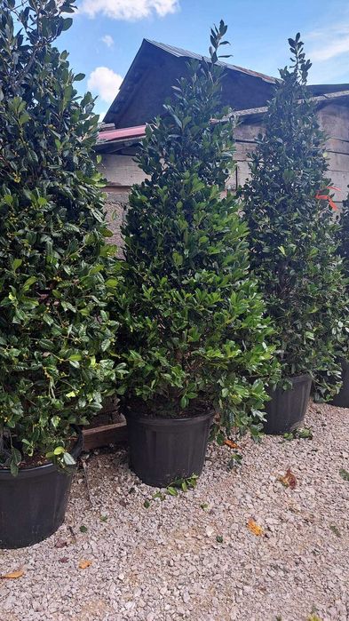 Buxus, pin, leylandi, spirală, pon pon, mesteacăn, tei