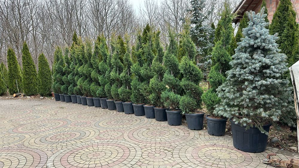 Plante ornamentale pentru spati verzi gradina terase etc