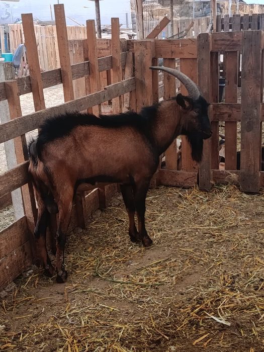 Vând țap alpin francez