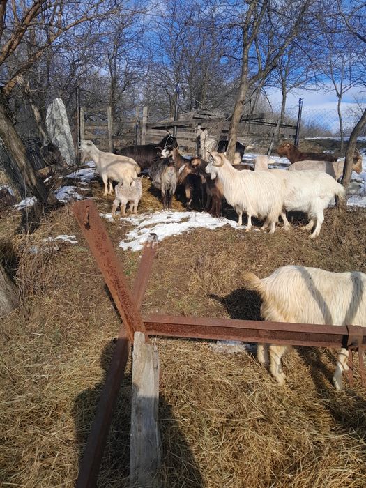 Capre tinere gestante