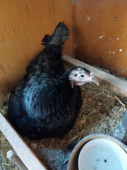 Kurka kurkalar курка куркалар