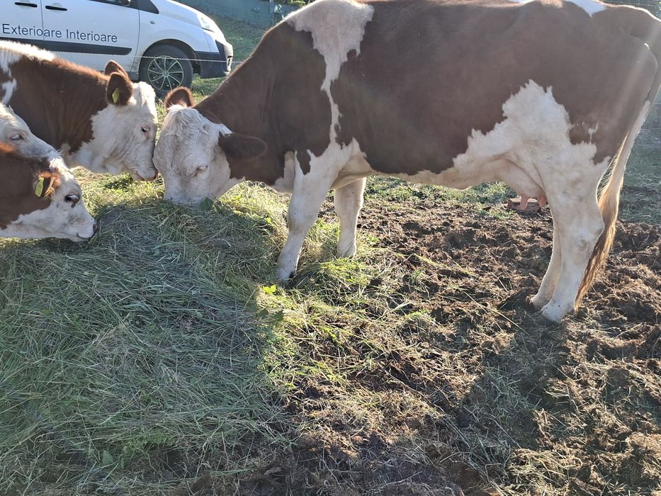 Vaca si vitei de vanzare