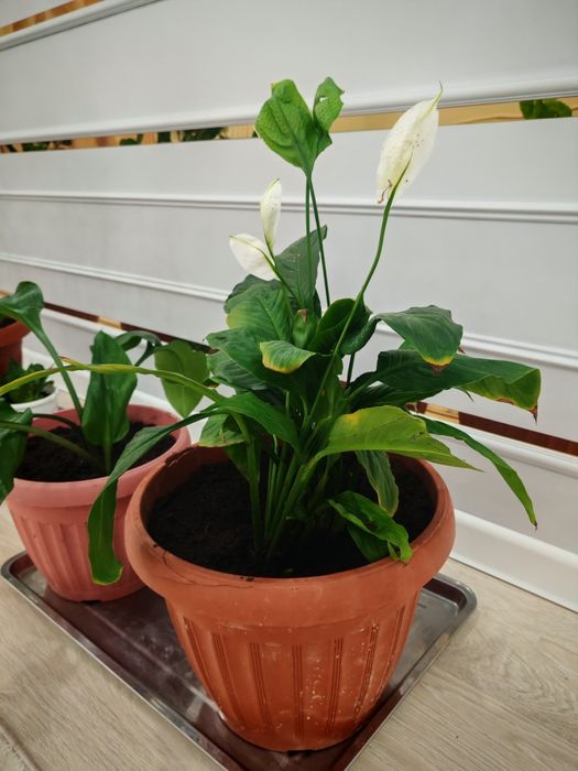 Домашние цветы продаётся, гүлдер сатылады.