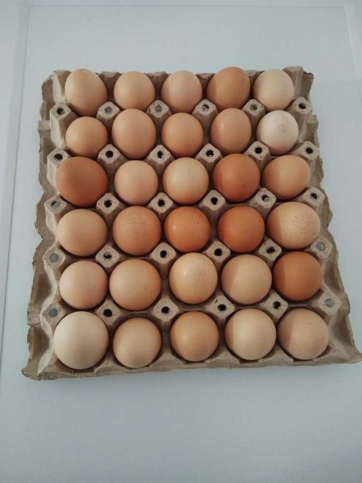 Ouă de găină crescute la curte