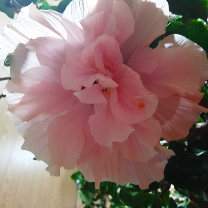 Гибискусы сортовые комнатные !