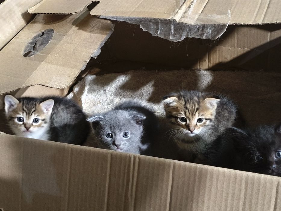 Котята ищят новый дом