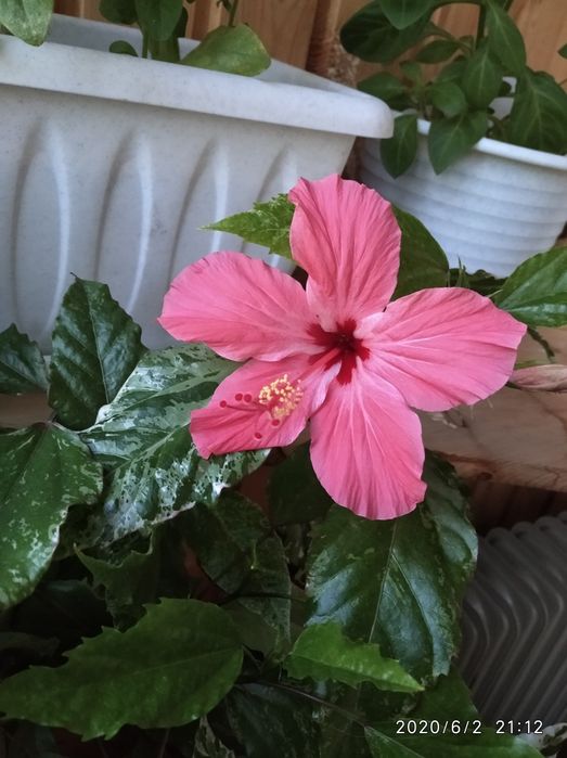 Гибискусы комнатные розы