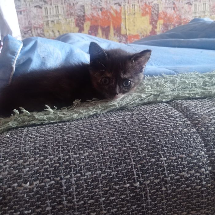 Отдам в хорошие руки