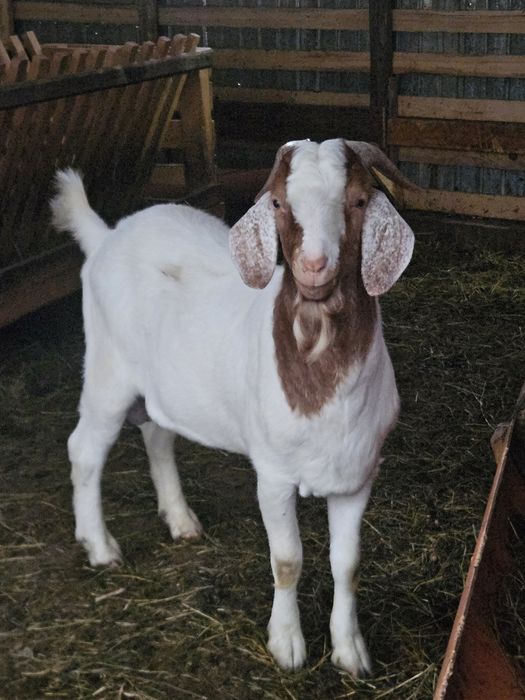 De vanzare Țap,  Rasă Boer