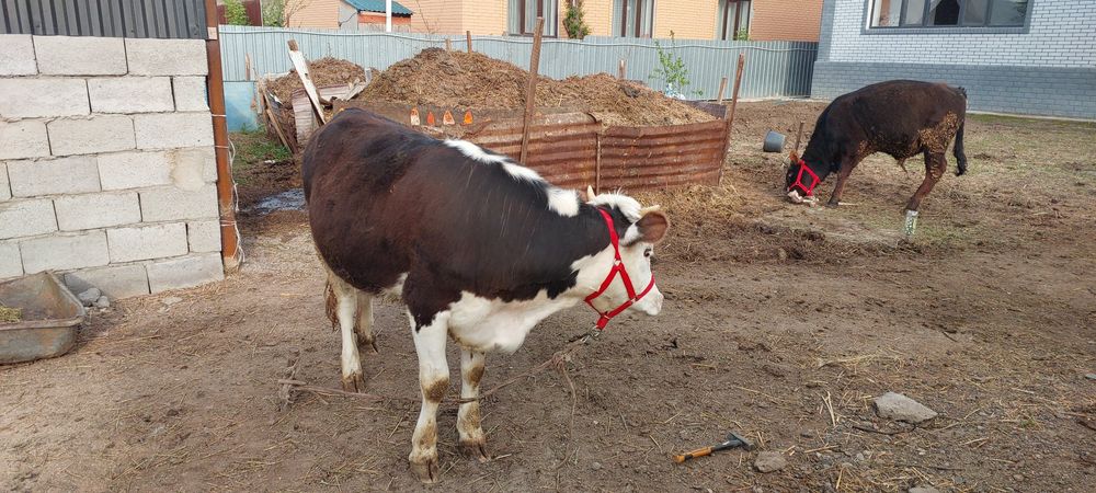 Симентал телка годовалая