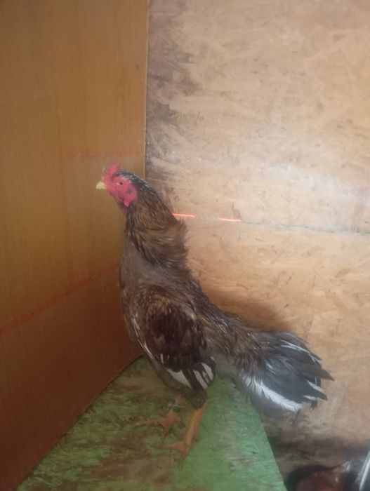 Продам срочно даканов