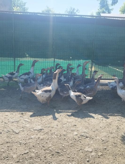 Gâște de vânzare