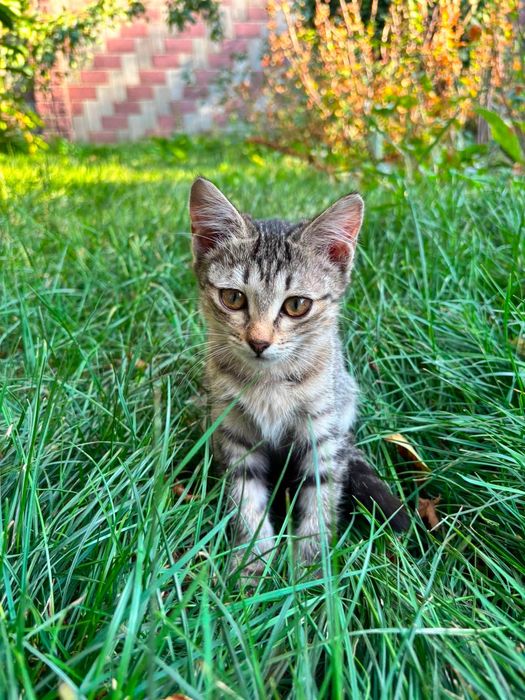 Котята ищут себе новый дом