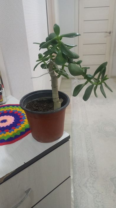 Комнатние растения