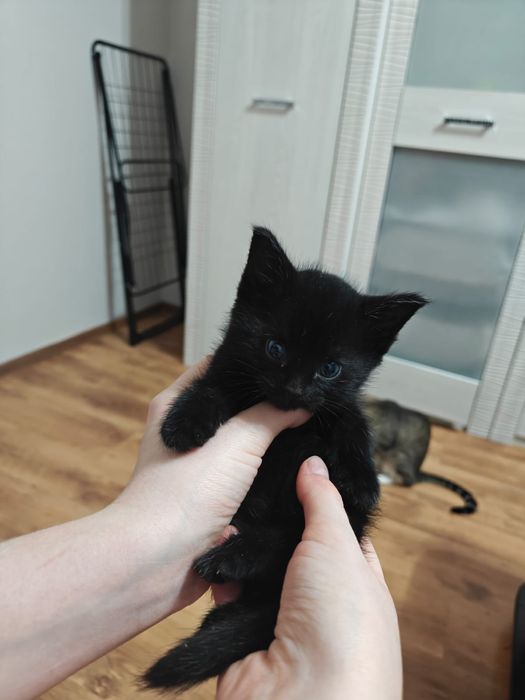 Котёнок мальчик в добрые руки