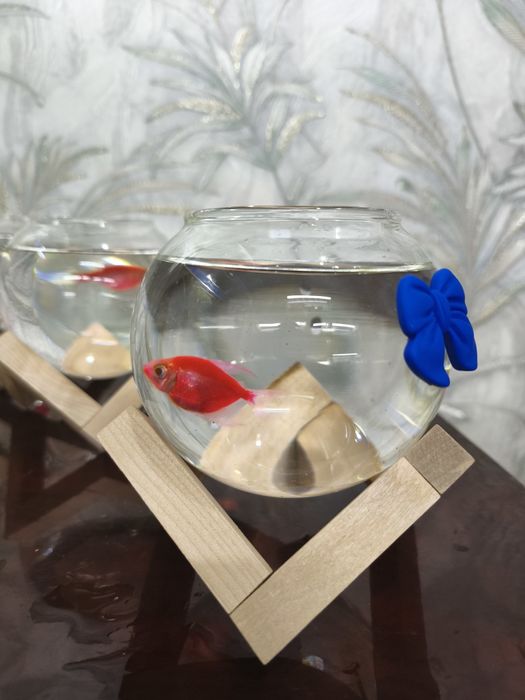 Akvariyum baliklari bilan