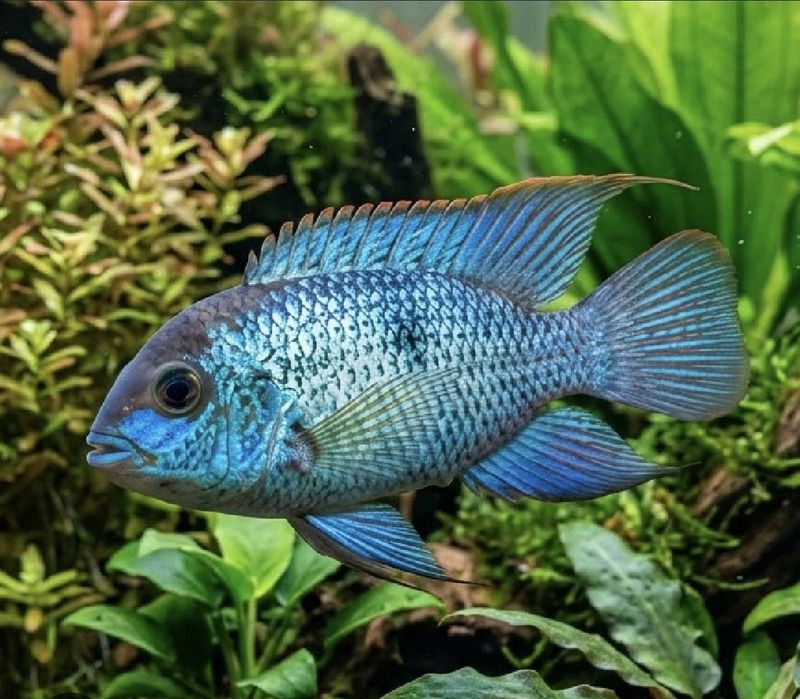 Electric Blue Acara Adult