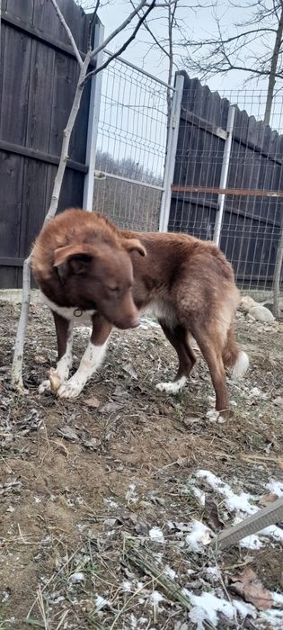 Donez câine in Târgu Jiu