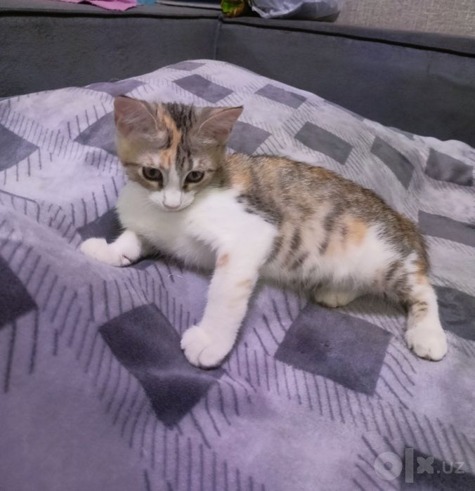 Пристраивается котёнок