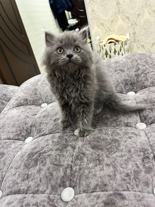 Продам котенка 2 месяца здоровый,