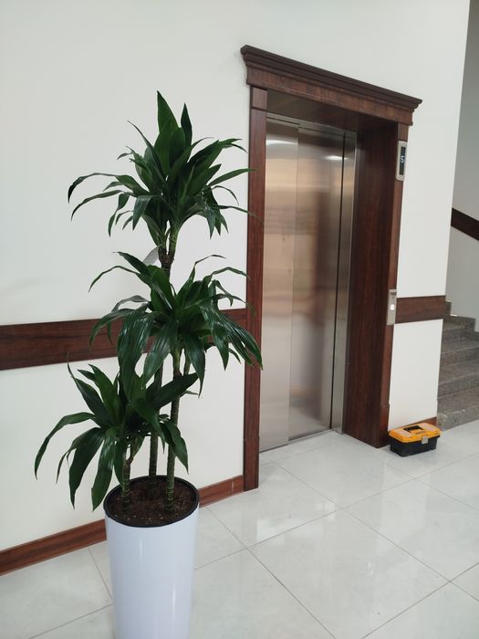 Lift zakaz olamiz va ornatish
