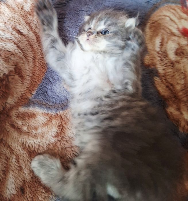 Mushuk bolalari sotiladi. Onasi skotsh vold. Otasi turetskiy angora.
