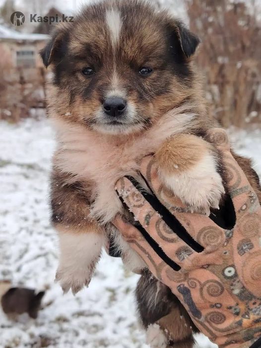 Отдам щенка  в добрые руки