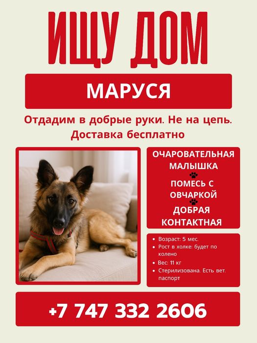 Отдам щенка девочку