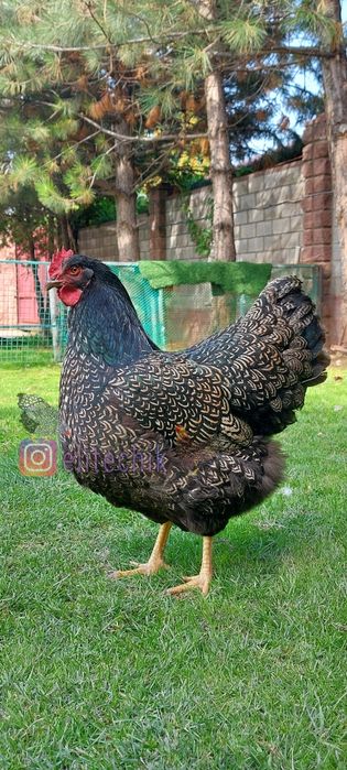 Барневельдер серебро